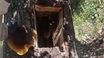 Elazığ'da iki kişi arıları takip ederek ağaç kavuğundan kilo kilo bal çıkardı