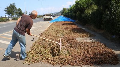 Karadeniz sahil yolunda fındıklar kaldırımlarda kurutuluyor