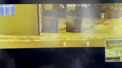 İstanbul'da alacak verecek kavgasında silahlar konuştu: Kurşunlar kediye isabet etti