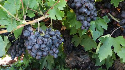 'Kilis horoz karası' üzümünde hasat zamanı