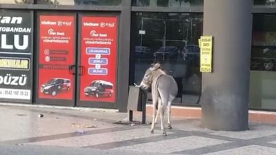 Edirne'de başıboş eşek duba çaldı