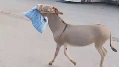 Edirne Otogarı'nın hırsız eşeği bu kez otobüs şoförünün yastığını çaldı