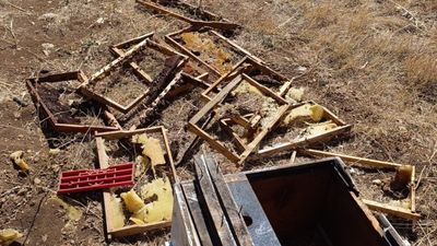 Kahramanmaraş'ta ayı kovanları parçalayıp balı yedi: Üretici 100 bin TL zarar etti