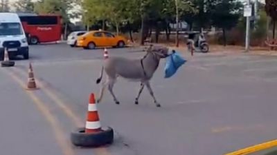 Edirne’de otogarın maskotu eşek, sahibine kavuştu