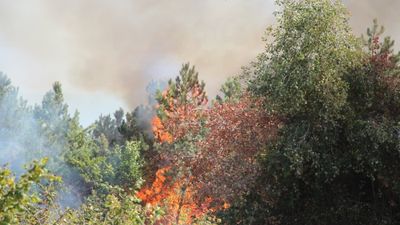Sakarya'da korkutan orman yangını: Kontrol altına alındı