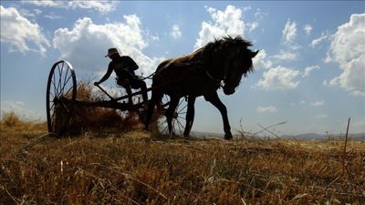 Kars'ta çiftçiler sezonun son buğdaylarını hasat ediyor