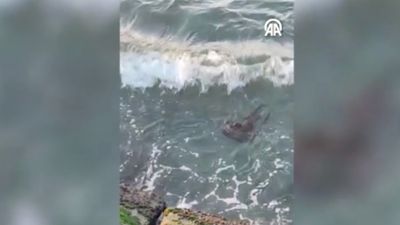 Su samuru Tekirdağ'da ortaya çıktı