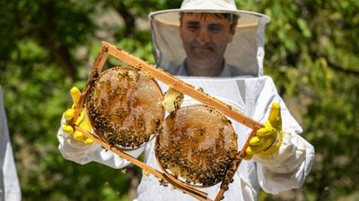 Van Çatak'ta karakovan balı hasadı başladı: Kalite ve verim sevindirdi