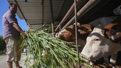 İzmir'deki besiciler kuraklık karşısında sorgum sudan otuna yöneldi
