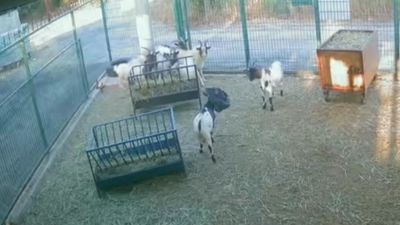 Antalya'da başına poşet geçen keçinin sürüsünü korkuttuğu anlar