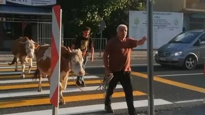 Gümüşhane'de inekler yaya geçidini kullandı