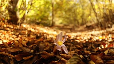 Hoşgeldin Eylül 2025: Duygulu, anlamlı ve romantik eylül ayı mesajları...
