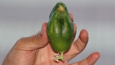 Diyarbakır’da kuş besleyen esnafın salatalığı serçeye benzedi