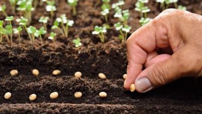 İlkbaharda değil eylülde ekin! Hasat 2 katına çıkıyor