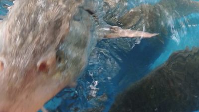 Elazığ'da bir balıkçı Sibirya Mersin balığı yakaladı: Havyarının değeri 2 milyon lira