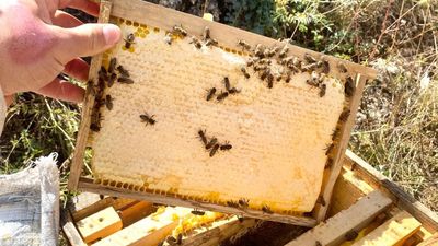 Doğu Karadeniz'de arıcılık tehdit altında