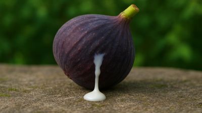 İncir sütünü 7 gün sürün, cildinizdeki farkı görün...