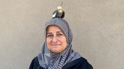 Tokat'ta torunu için papağan sahiplendi: Kendi çocuğu gibi görüyor