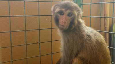 Hatay’da kaçak yollarla getirilen maymuna şiddet: Sahibine 20 bin lira ceza