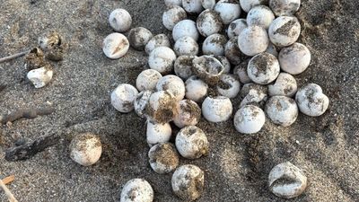 Antalya'da gönüllüler, caretta caretta yavrularını denize ulaştırdı