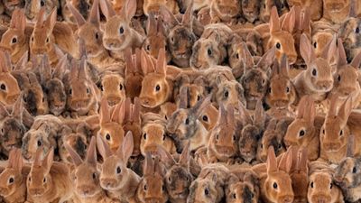 Zeka testi: Tavşanların içindeki kedi nerede? 1000 kişiden 25'i başarılı oldu