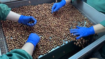 Türk fındığı geçen sezon 124 ülkede alıcı buldu