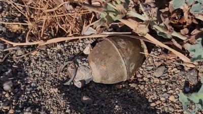 İznik Gölü kıyısında el bombası bulundu