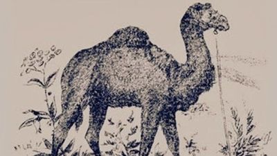 Optik illüzyon: Sherlock gibi düşünün, gizli 2 yüzü görün...