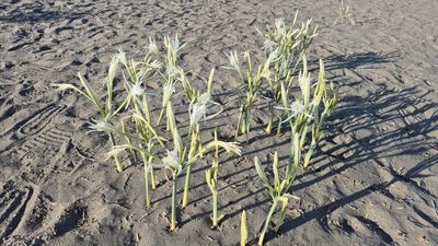 Muğla'da kum zambakları ortaya çıktı: Koparmanın cezası 380 bin lira