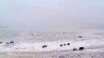 Yılın ilk karı Erzurum'a düştü