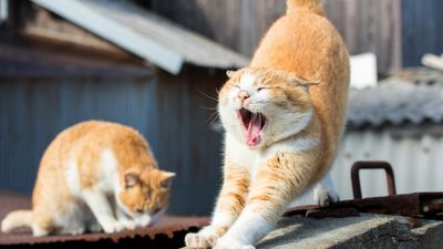 Kedilerin sürekli esnemesinin sebebi bakın neymiş!