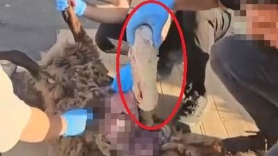 Diyarbakır'da ölü koyunla uyuşturucu sevkiyatına polis baskını