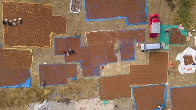 Giresun'un fındıkları Şebinkarahisar'da kurutuluyor