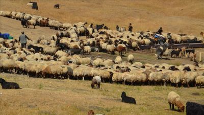 Yayla sezonu kapanıyor: Besiciler, soğuyan havayla birlikte yaylaları terk ediyor