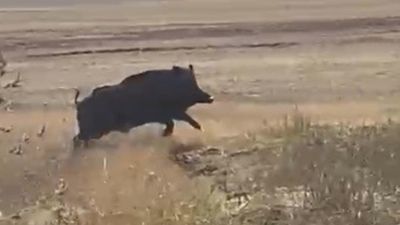 Kars'ta tarlaya giren domuz sürüsü panik yarattı