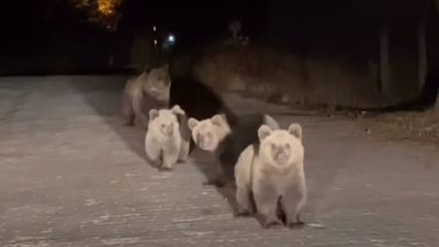 Bursa Uludağ Milli Parkı'nda ilginç anlar: Ayılar aracın önünü kesti