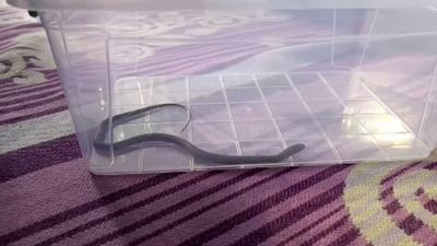 Diyarbakır’da 4’üncü kattaki bir evin çocuk odasına yılan girdi