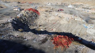 Karaman'da boş araziye tonlarca soğan döküldü: Vatandaşlar çuvallara doldurup götürdü