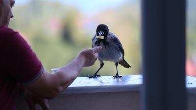 Ordu'da fındık ikram ettiği kargayla dostluk kurdu