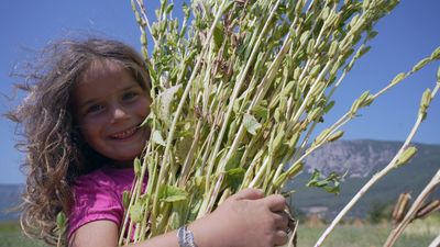 Japonların suşi susamı Muğla Gökova'dan