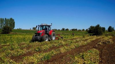 Hasadı başladı: Şifa dağıtıyor, kilosu 250 TL’den satılıyor