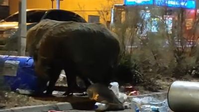 İzmir'de çöp yığınları bu kez domuzlara davetiye çıkardı: İri cüsseleri şaşkınlık yarattı