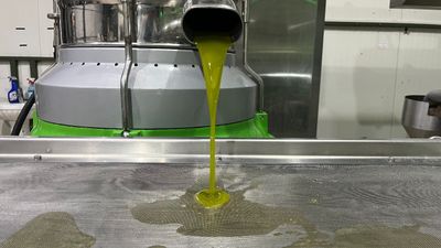 Marmara Bölgesi'nin ilk zeytinyağı sıkımı gerçekleşti