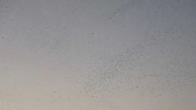 Bitlis semalarında binlerce kuşun büyüleyen dansı