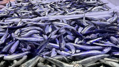 Trabzon'da hamsi bolluğu yaşanıyor