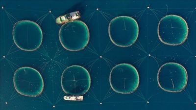 Tarım, ormancılık ve balıkçılık sektörü satışları 9 kat arttı