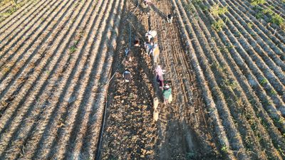 Kayseri'de hasat edilen patatesler yurt dışına ihraç ediliyor