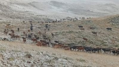 Erzurum'un yüksek kesimlerinde kar yağışı etkili oldu