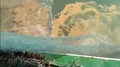 Marmara Denizi'nde müsilaj tehdidi