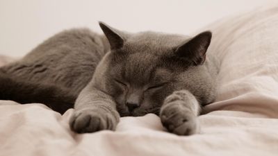 Kediniz yatağınızda uyuyorsa… Bakın ne anlama geliyor